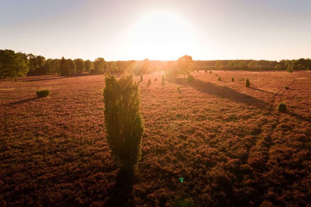 Sonnenuntergang in der Oberoher Heide