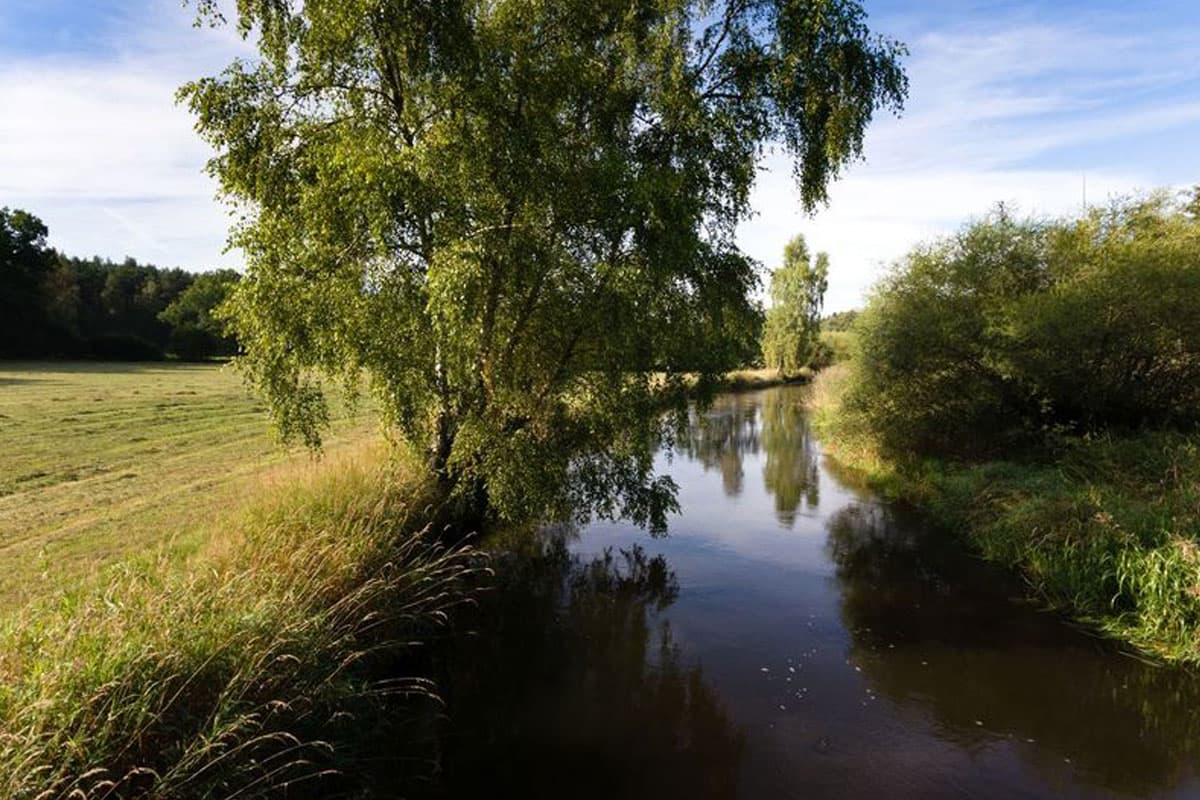 Die Örtze im Naturpark Südheide