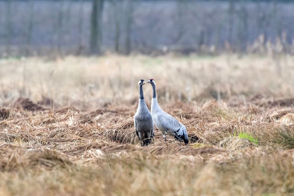 Kraniche im Postmoor