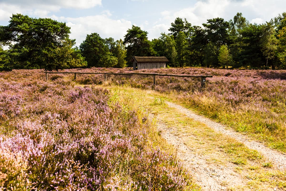 Behringer Heide im Sommer 