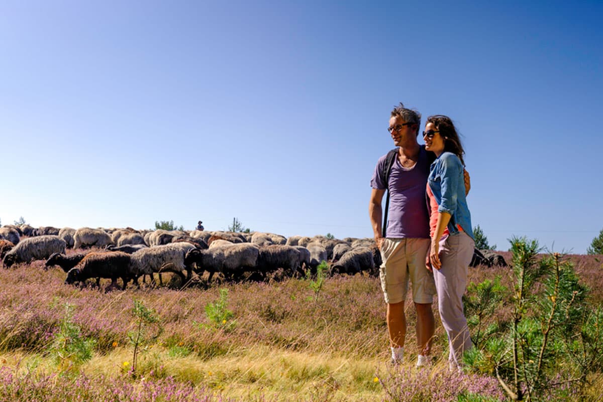 Wanderer und Heidschnucken in der Oberoher Heide