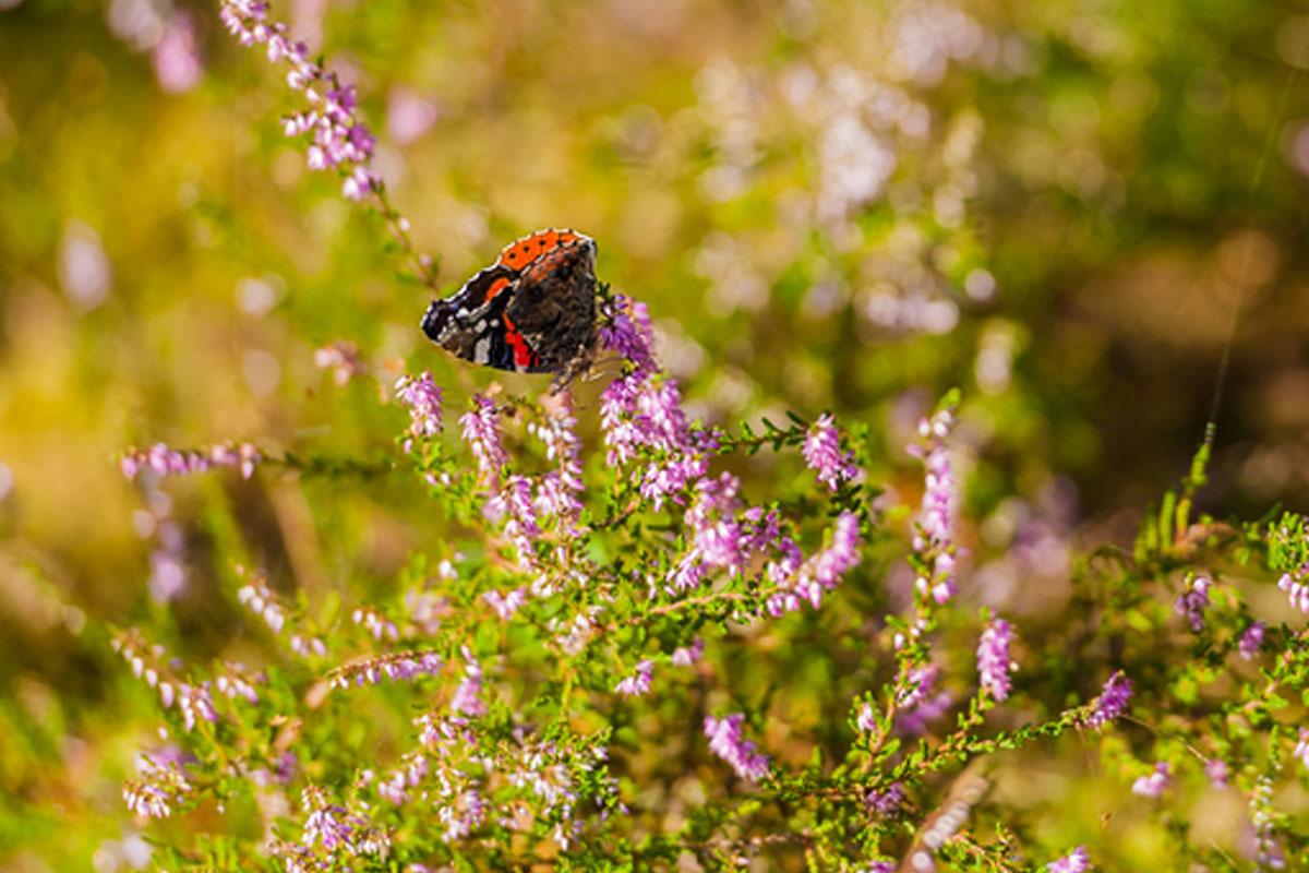 Schmetterling in der Heide