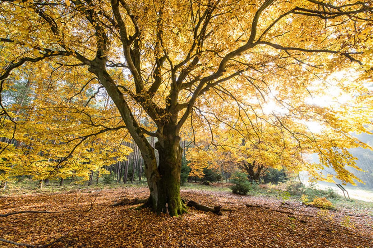 Faszinierende Naturschauspiele im Herbst