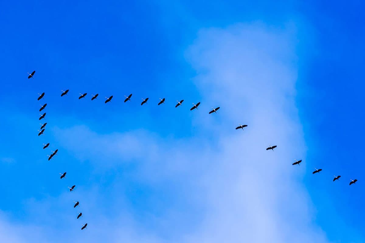 Vogelzug in der Lüneburger Heide