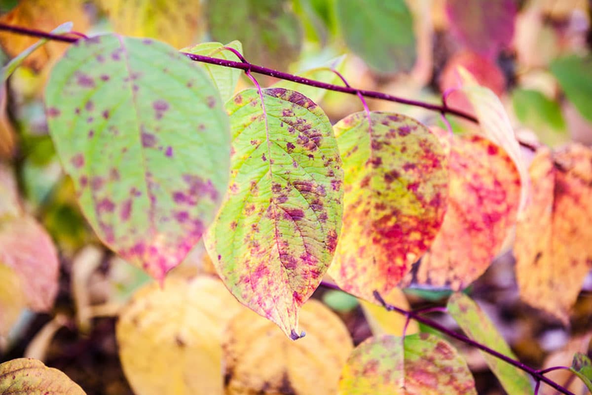 Bunte Laubblätter im Herbst in der Lüneburger Heide