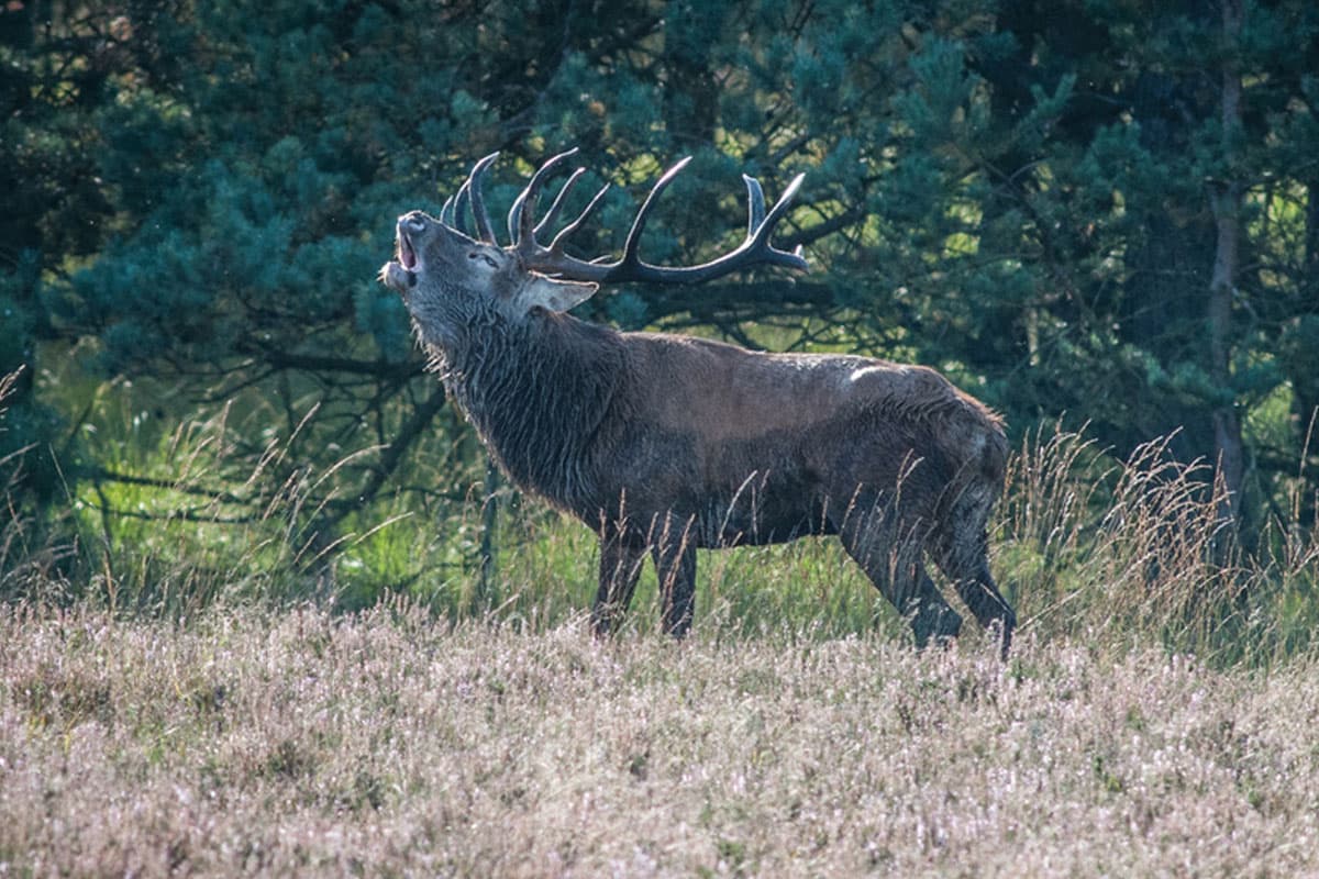 Herbst: Hirschbrunft im Naturpark Südheide