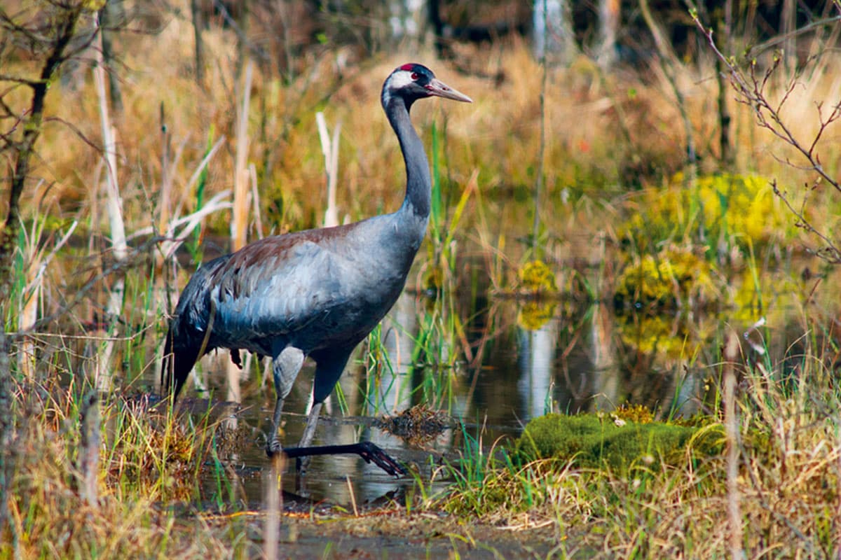 Vogelzug im Herbst