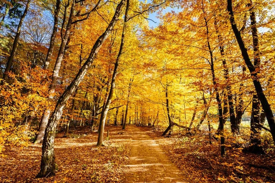 Bunte Blätter in den Wäldern der Heide