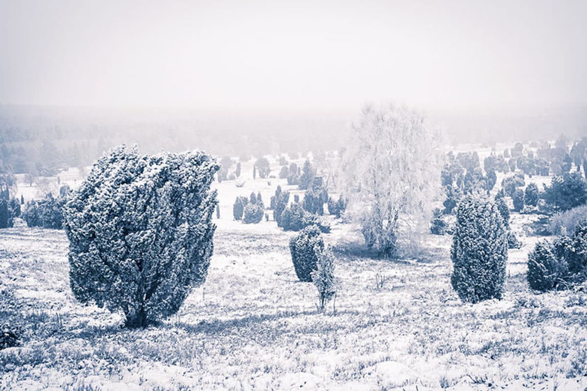 Winter in der Lüneburger Heide