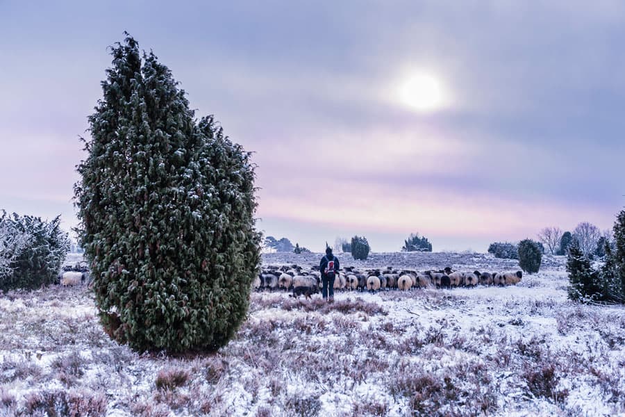 Winter in der Lüneburger Heide