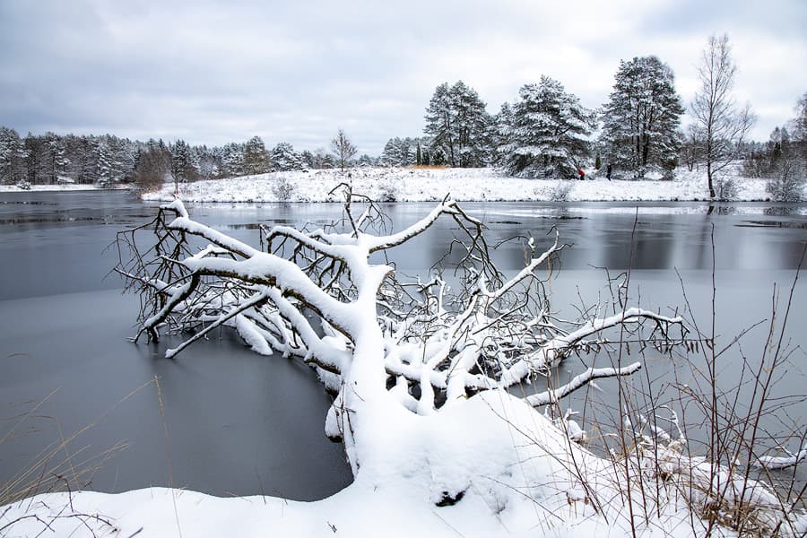 Winter am Angelbecksteich in der Südheide