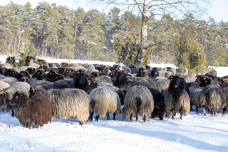 Heidschnucken in der winterlichen Oberoher Heide