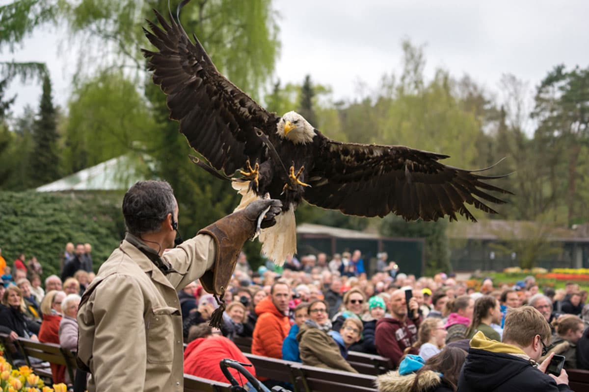 Weltvogelpark Walsrode, Flugshow