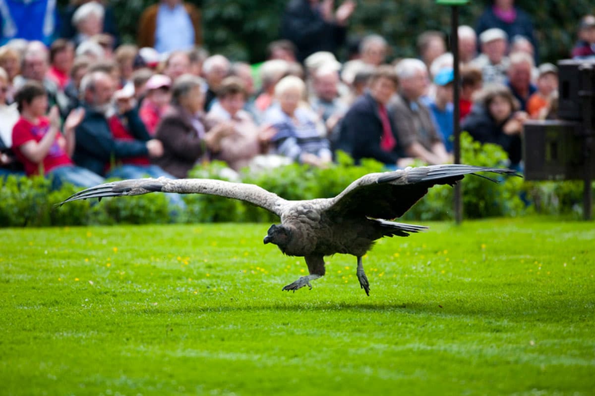 Weltvogelpark Walsrode 