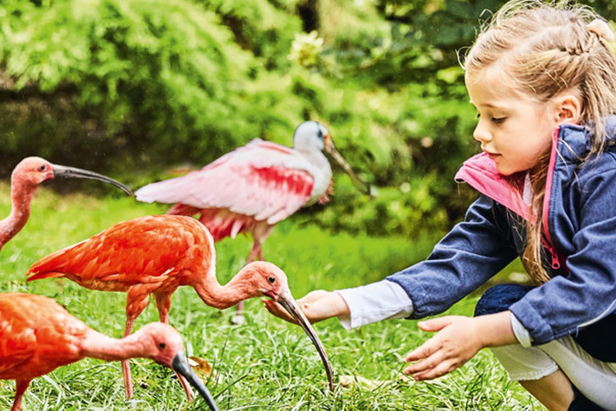 Weltvogelpark Walsrode 