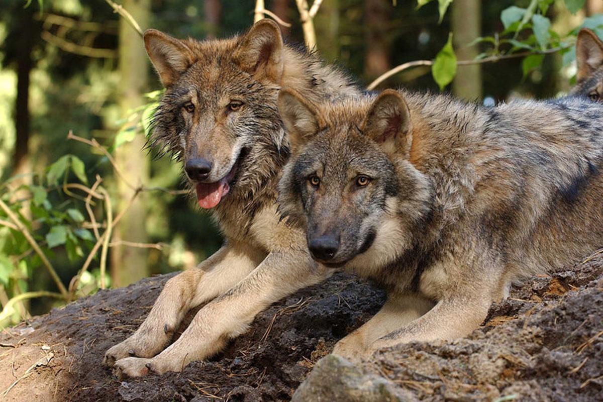 Wildpark Lüneburger Heide, Europäischer Grauwolf