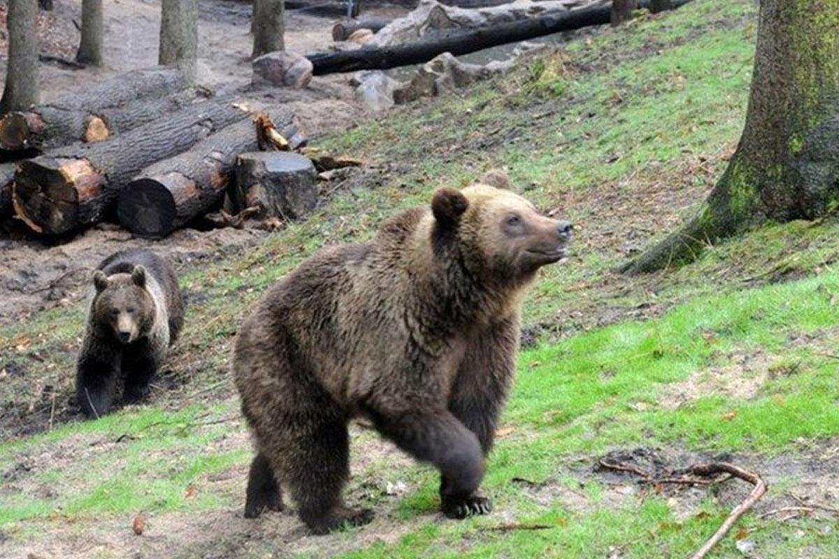 bären im Wildpark Schwarze Berge sind besonders sehenswert