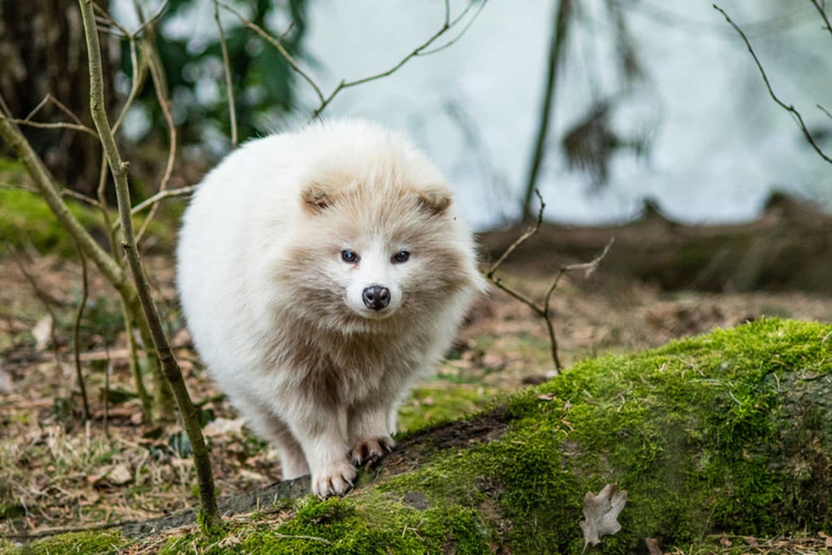 Wildpark Müden, Marderhund