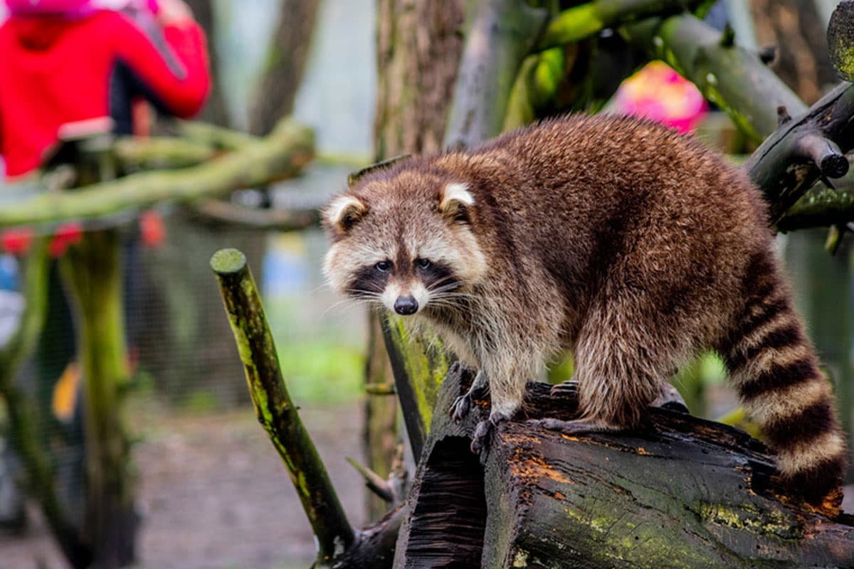 Wildpark Müden, Waschbär