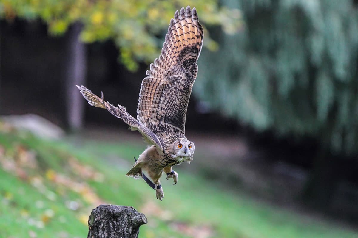 Wildpark Müden, Uhu im Flug