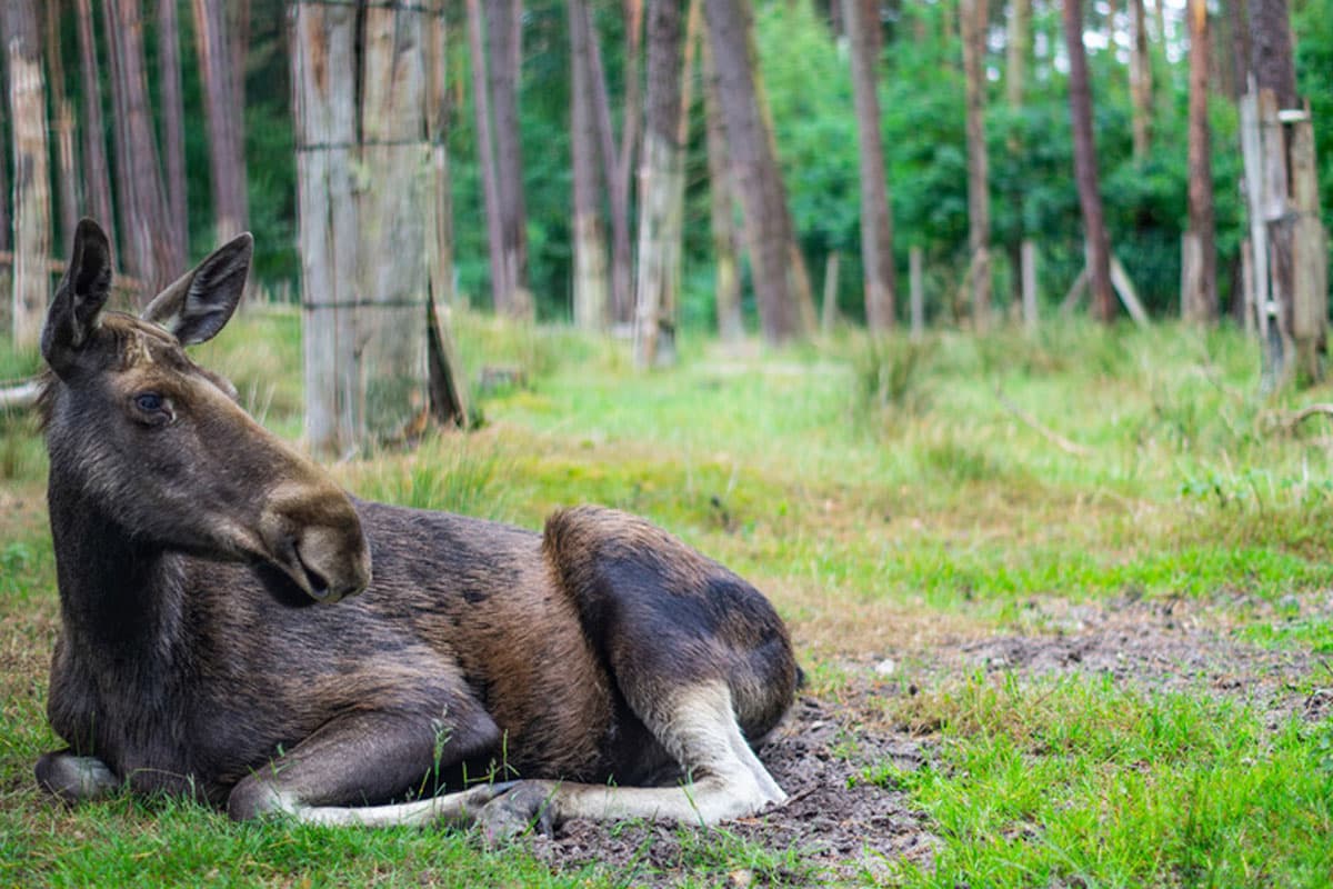 Wildpark Müden, Elch 