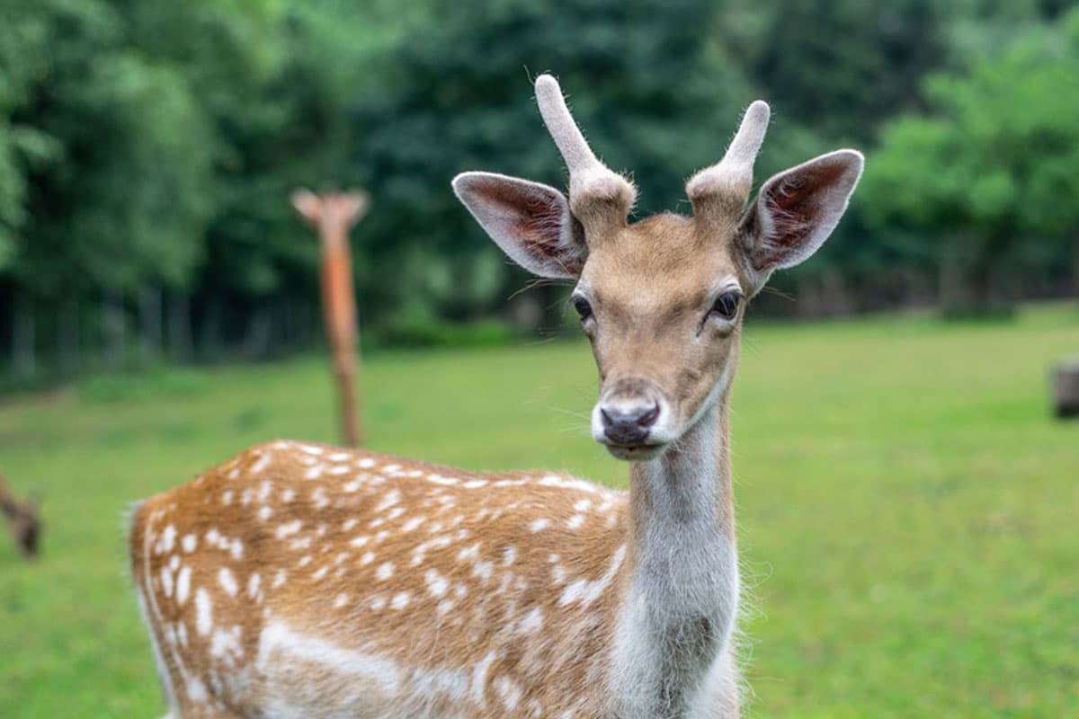 Wildpark Müden, helles Damwild