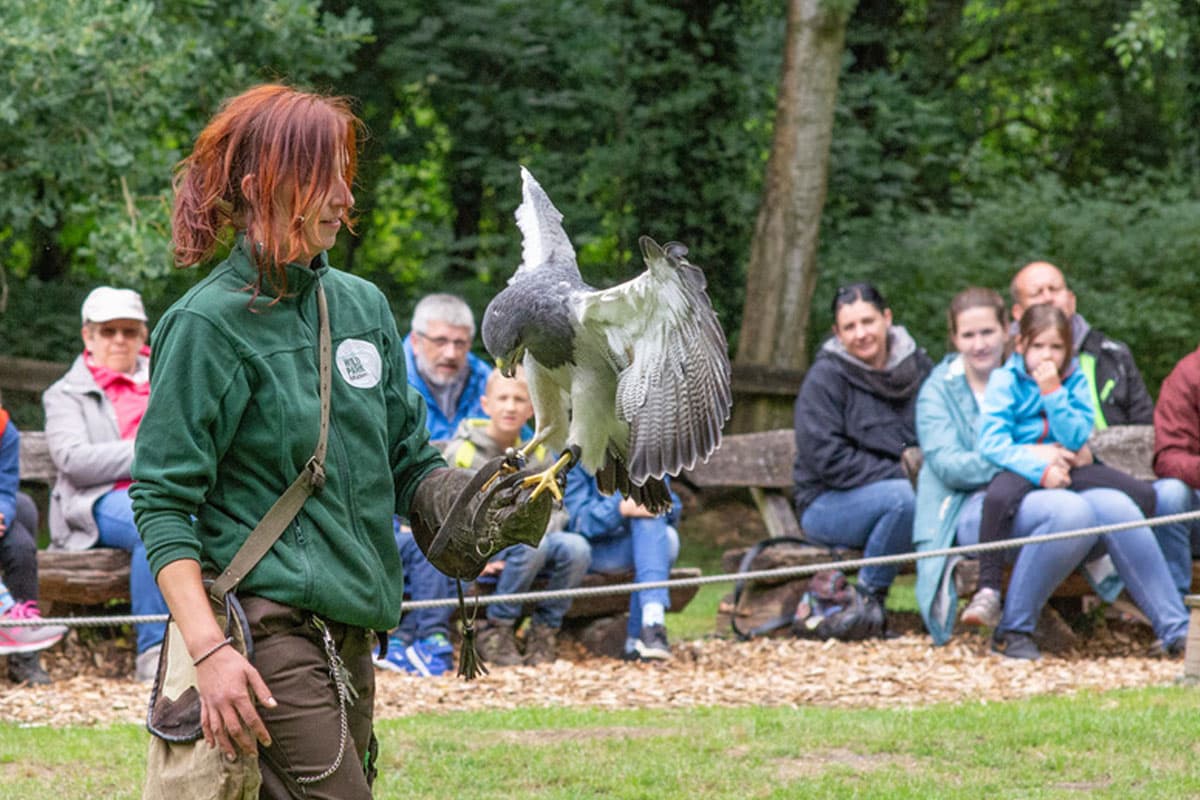 Wildpark Müden, Flugschau Kordillerenadler