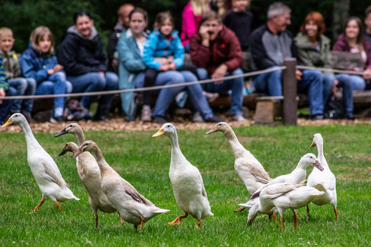 Wildpark Müden, Laufenten