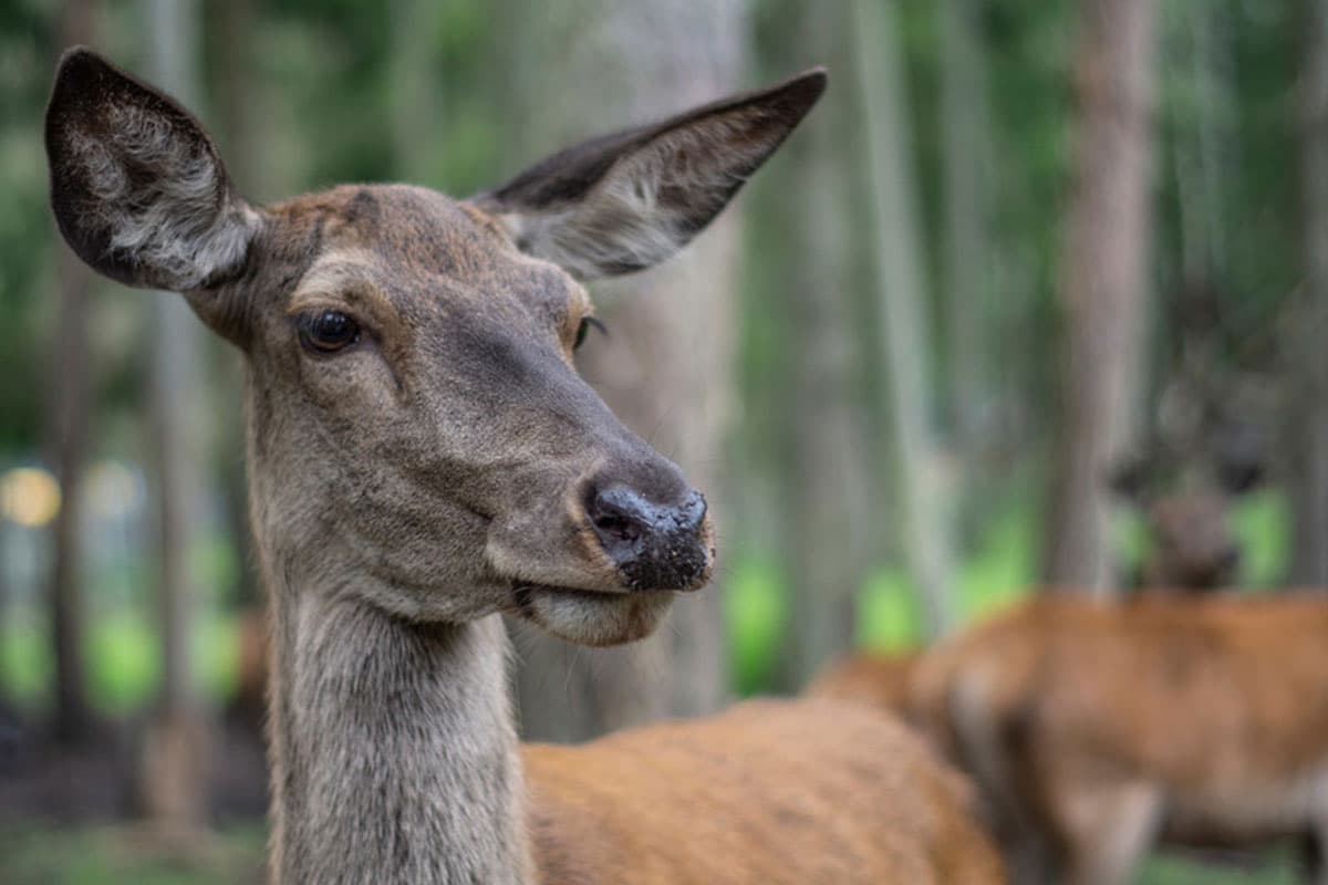 Wildpark Müden, Rotwild 