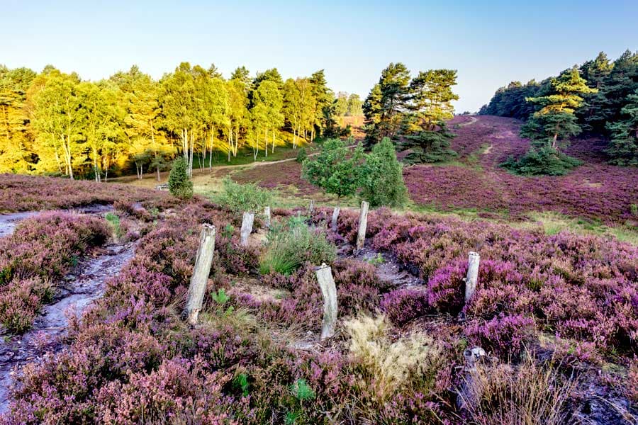 Misselhorner Heide auf dem Radweg Naturpark Südheide Tour