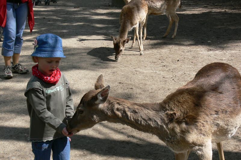 Wildpark Lüneburger Heide