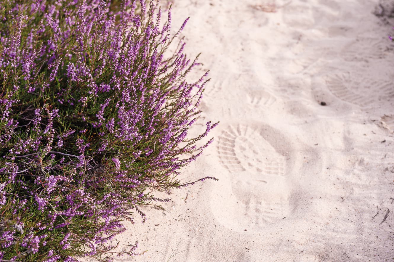 Spuren im Heidesand Ellerndorfer Wacholderheide Eimke