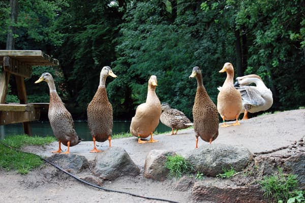 Enten am Brookhoff