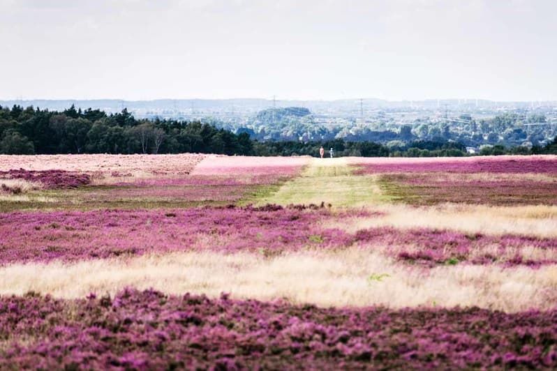 Fischbeker Heide