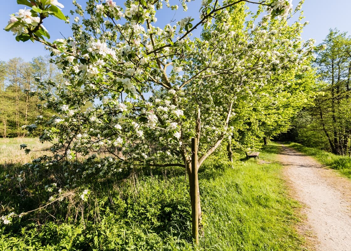 Appelbecker See Moisburg