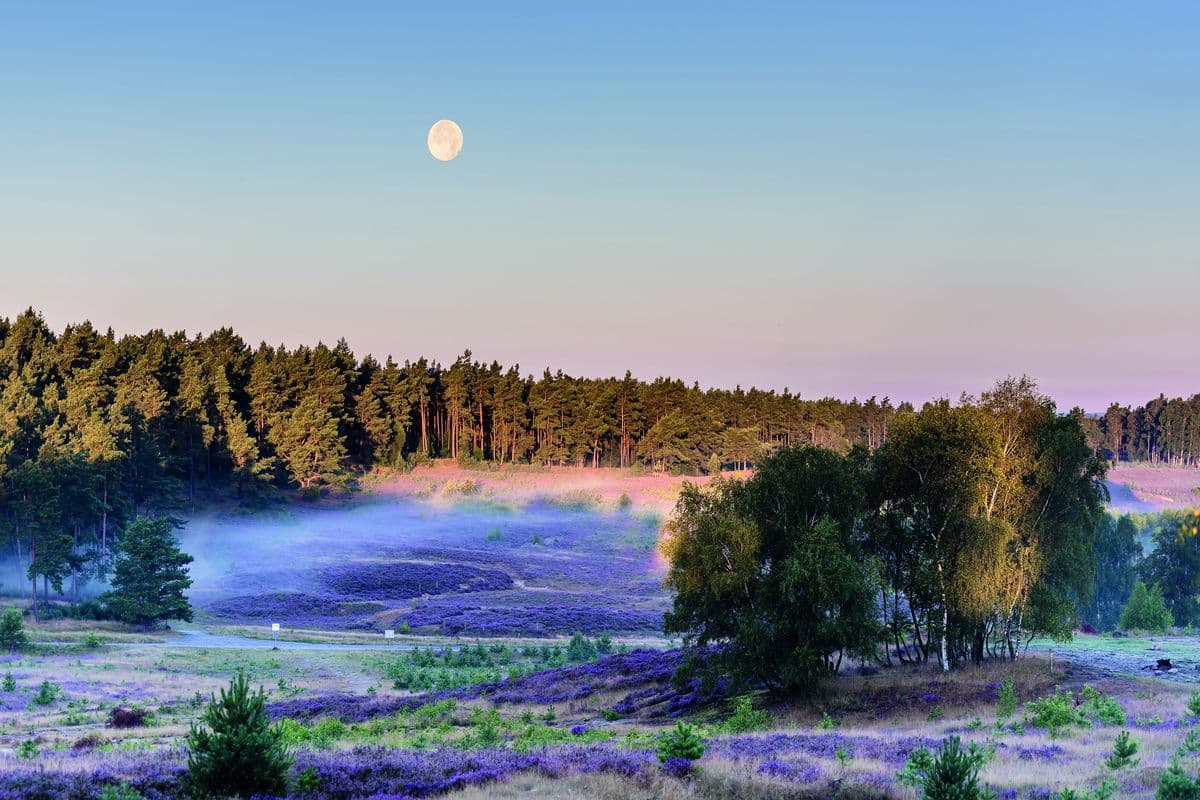 Wulmstorfer Heide während der Heideblüte