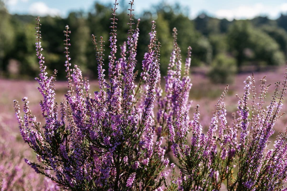 blühende Heidepflanze in der Wulmstorfer Heide
