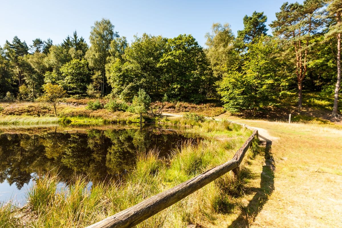 Teich in der Fischbeker Heide