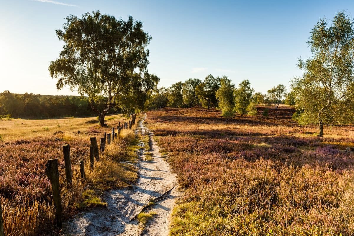 Wanderpfad Fischbeker Heide