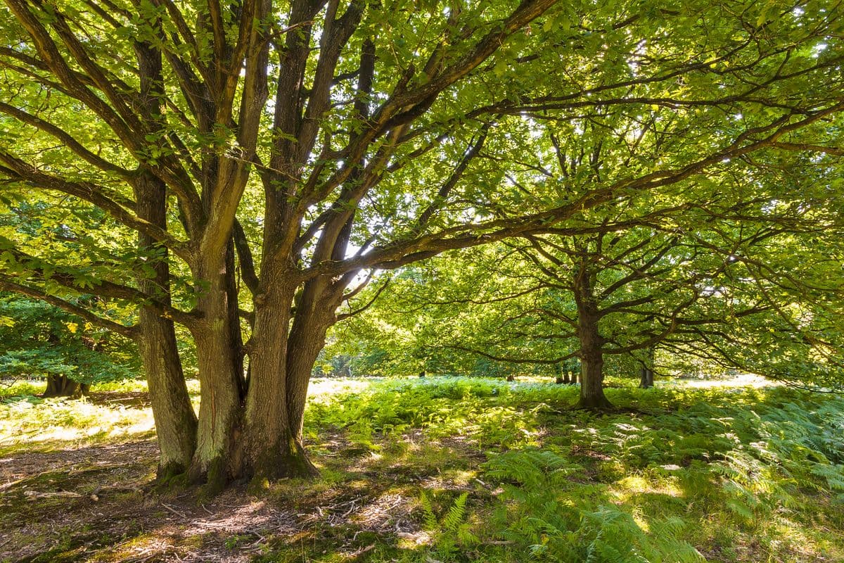 Wandertour in die Fischbeker Heide