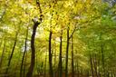 Die Tageswanderung Schwarze Berge verläuft durch die Buchenwälder im Naturschutzgebiet Rosengarten. Traumhafte Farbschauspiele sind hier wärend der Herbstzeit zu sehen und machen jede Wanderung zum einmaligen Erlebnis in der Lüneburger Heide.