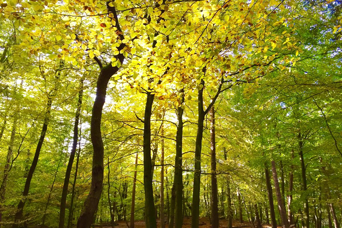 Die Tageswanderung Schwarze Berge verläuft durch die Buchenwälder im Naturschutzgebiet Rosengarten. Traumhafte Farbschauspiele sind hier wärend der Herbstzeit zu sehen und machen jede Wanderung zum einmaligen Erlebnis in der Lüneburger Heide.
