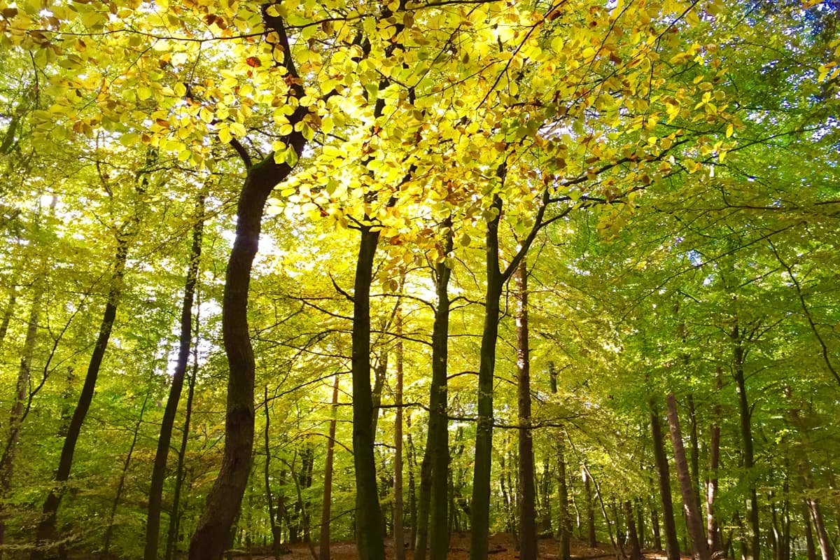 Buchenwälder-Rosengarten-Nordheide