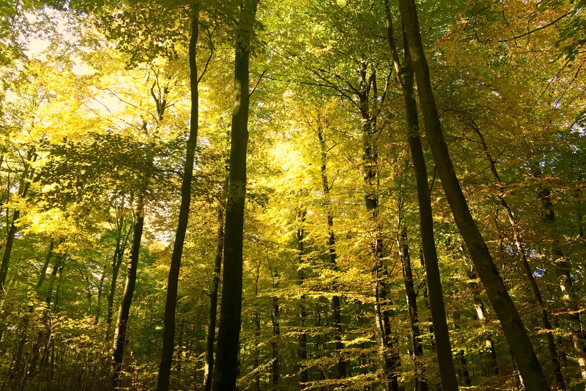 Naturschutzgebiet-Buchenwälder-Rosengarten