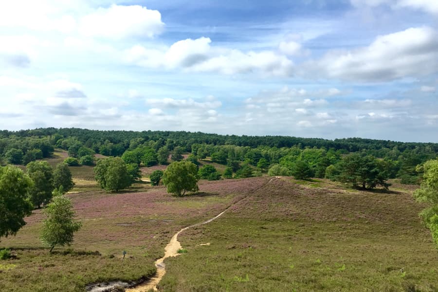 Fischbeker-Heide-Hamburg-Fischbek2