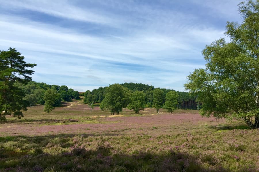 Fischbeker-Heide-Hamburg-Fischbek3