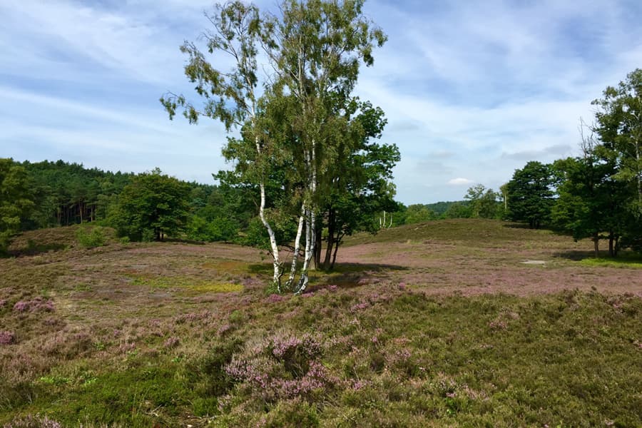 Die beste Möglichkeit die Fischbeker Heide im Norden der Lüneburger Heide für einen gelugenen Heide Urlaub zu erreichen, ist über die Autobahn A7.