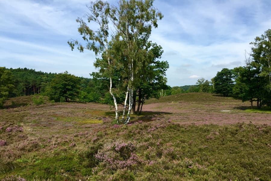 Fischbeker-Heide-Hamburg-Fischbek4