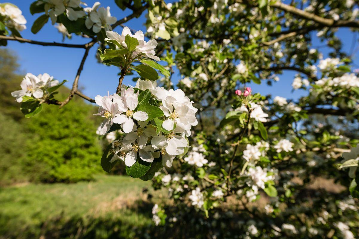 Apfelblüte an der Wandertour Este-West