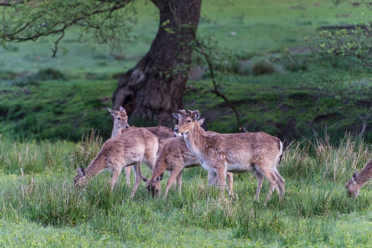 Rehe an der Wandertour Este-West